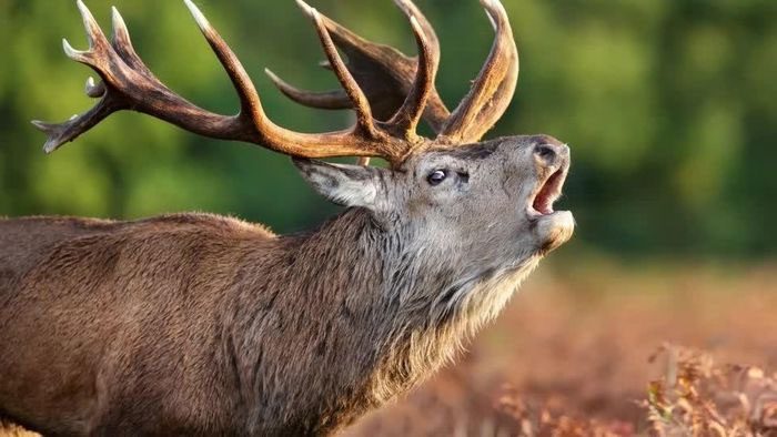 Symptoms of deer infected with CWD include weight loss, unsteady movement, dull eyes, and drooling.