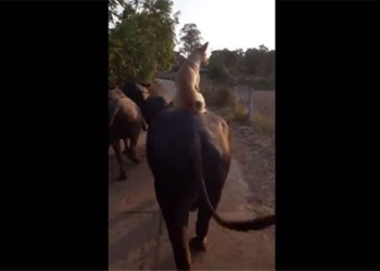 interesting moments when bringing the buffalo home after a day at work 132349