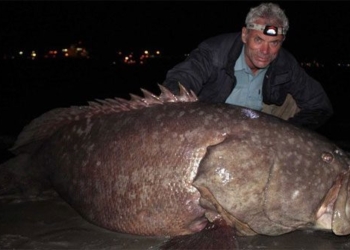 is amazon really the habitat of giant monsters 132487