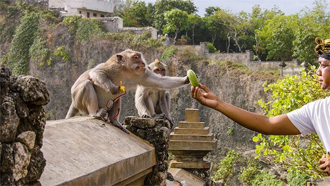 Long-tailed macaques in Bali often steal tourists' belongings for food.