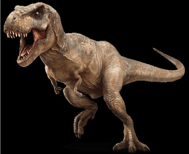You may have heard someone say that the very small front limbs of the T. rex were useless, but that is a completely false notion. The dinosaur had a very strong muscular system, and it could move while carrying more than 430 pounds (about 195 kg) on each of its front limbs.