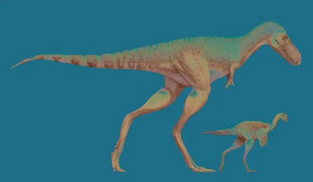 Size difference between a Gorgosaurus and a Citipes.