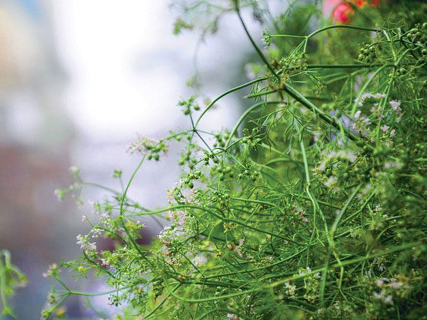 Coriander leaves