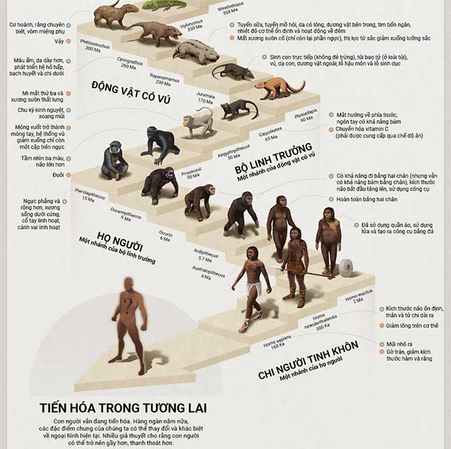 The 4 billion-year journey of human evolution from primordial cells to Homo sapiens