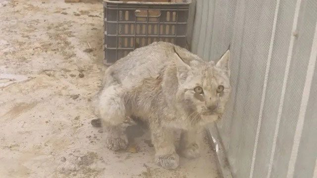 This is a male lynx about two years old, still immature