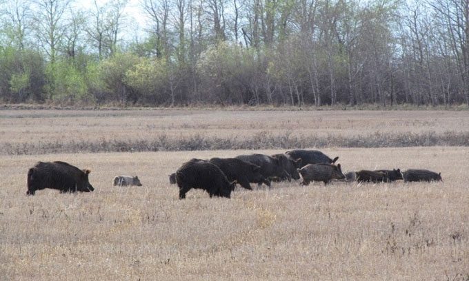 Wild boar eating leftover crops in the field.