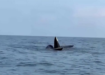 magical moment 3 whales approximately 20 meters diving in new sand raising on co to beach 131595