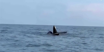 magical moment 3 whales approximately 20 meters diving in new sand raising on co to beach 131595