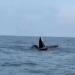 magical moment 3 whales approximately 20 meters diving in new sand raising on co to beach 131595