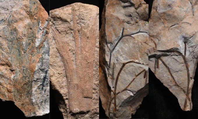Fossil specimen of a tree in the forest in southwestern England.
