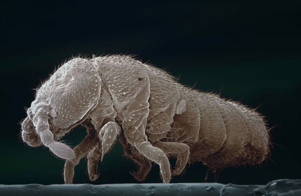 Antarctic Springtail