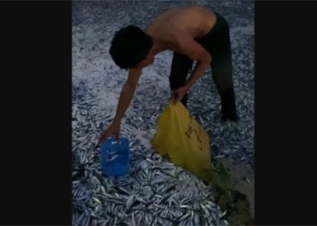 millions of fish dead before earthquake 132119