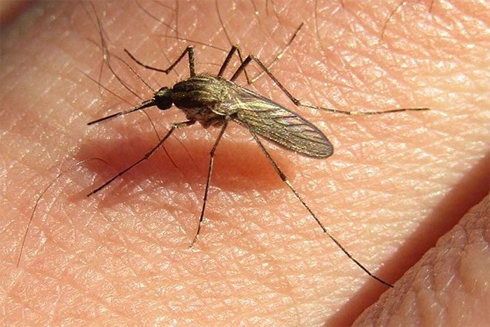 This mosquito is wreaking havoc across Argentina.