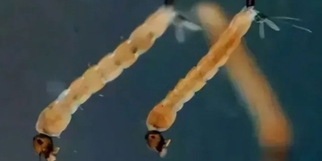 mystery about salty water egg laying genetic transformations to survive in brackish water 132013