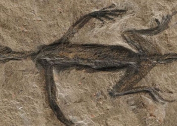 mystery of the 280 million year old stone flower is revealed it is a plant