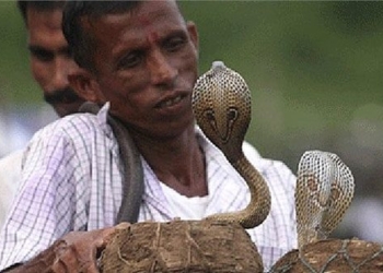 mystery of the hair loss in the sleeping time with extremely rare snakes 131637