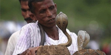 mystery of the hair loss in the sleeping time with extremely rare snakes 131637