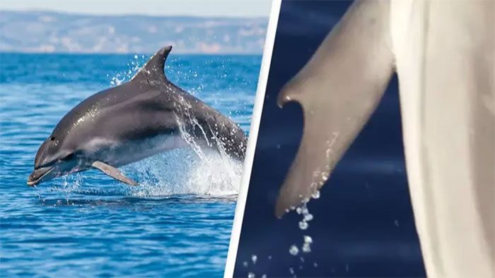 Image of the dolphin with a "thumb".