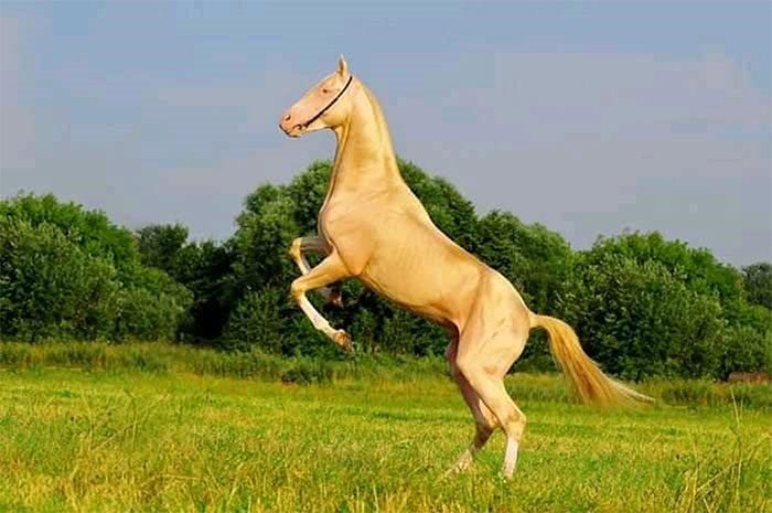 The golden horse is a breed that seems to have stepped out of legend.