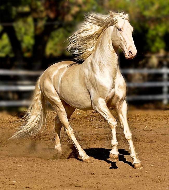Akhal-Teke Horse
