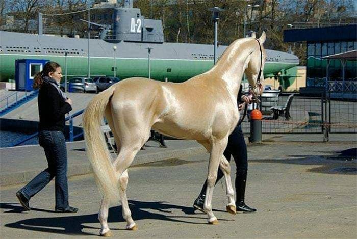 This horse is revered as a national symbol for many reasons.