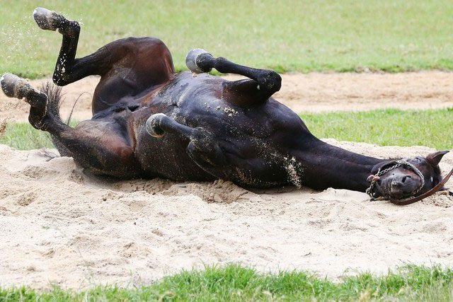 Due to their unique bone structure, when a horse breaks a bone, it is very difficult to heal.