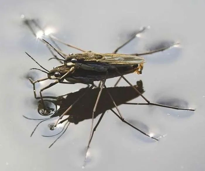 Water Spider