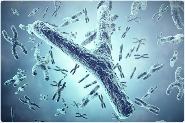 Y chromosome
