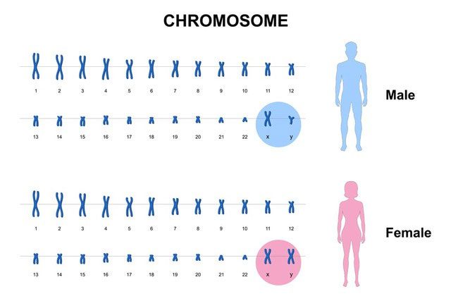In some cases, a zygote may have 3 sex chromosomes instead of 2.