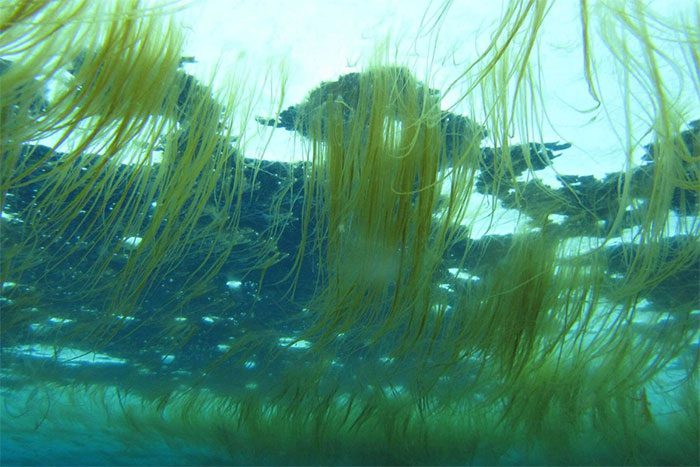 Cultivating Algae