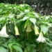 one of the most dangerous plants in the world is widely found in vietnam 132357