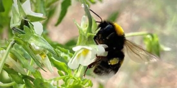 plants evolving in the direction of thu phan 131771