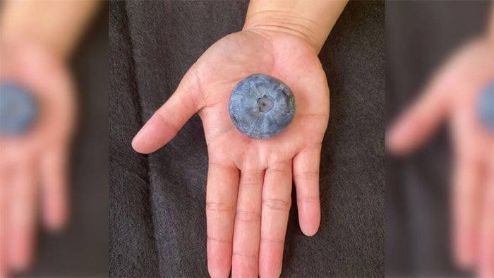 The blueberry measures 39.31 mm in diameter, close to the size of a ping pong ball.