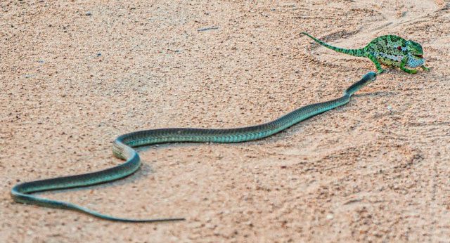 ran boomslang tan cong tac ke 1