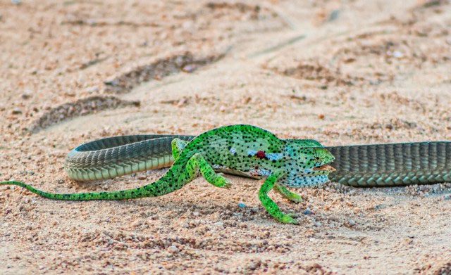 ran boomslang tan cong tac ke 2