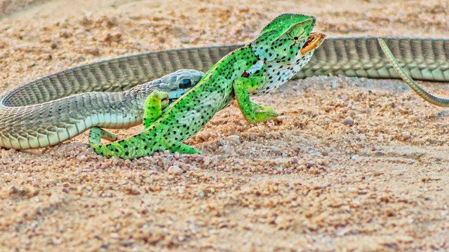 ran boomslang tan cong tac ke 3