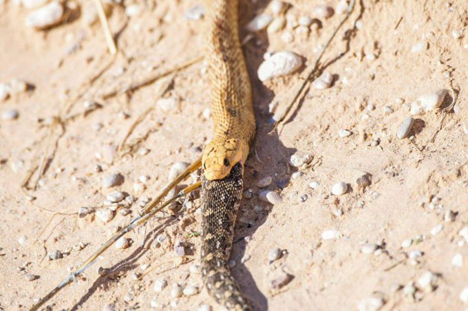 Gabi Hotz encounters a South African cobra eating its prey.