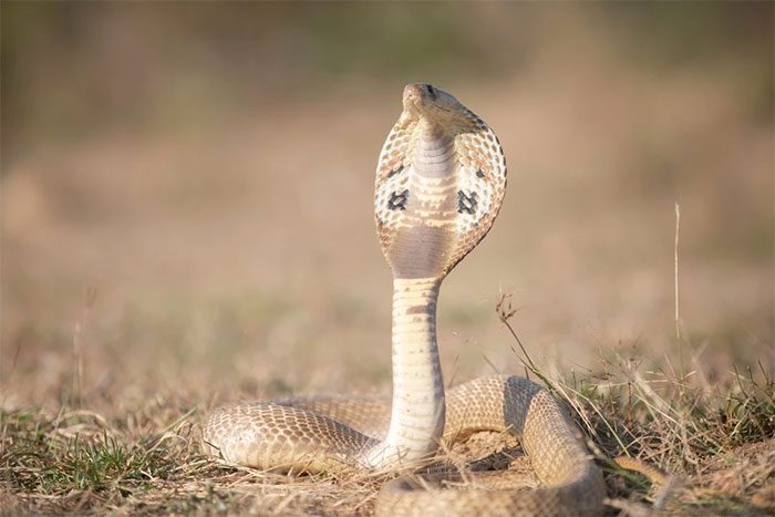 Some venomous snake bites can be fatal within minutes if not treated immediately