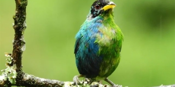 rare bird species with 2 opposite colored feathers 131572