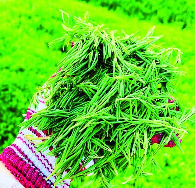 Rau nhót is now a new specialty of Nghệ An.