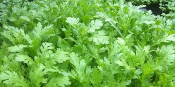 reasons you should frequently have your family eat vegetables in winter 88620