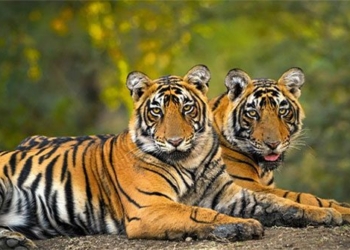 record of sadness of the species tiger in india 131632