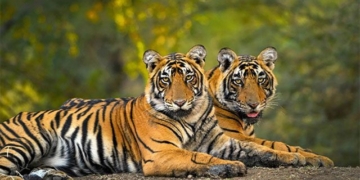 record of sadness of the species tiger in india 131632