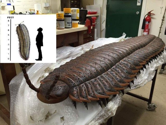 Giant Millipede Arthropleura, a giant centipede, can reach lengths of over 2 meters.