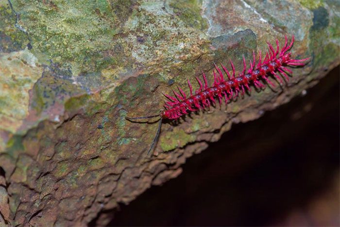 Dragon Millipede