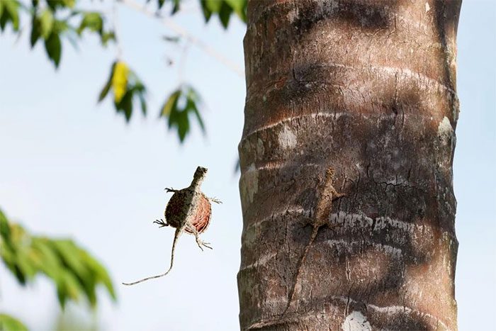 Flying Dragon