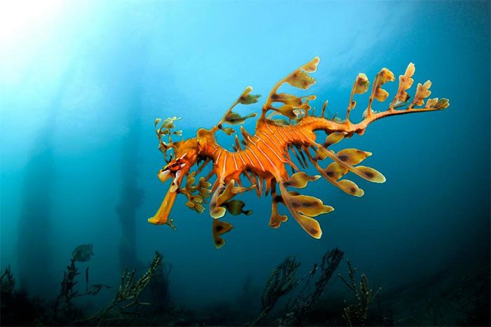Leafy Sea Dragon