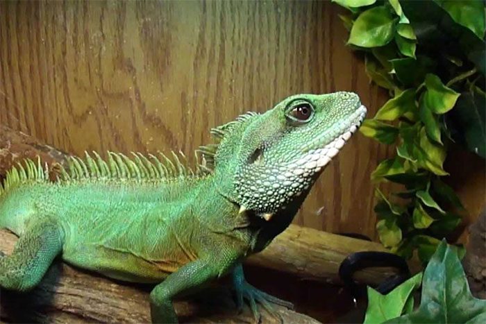 The Green Dragon has quite an attractive appearance.