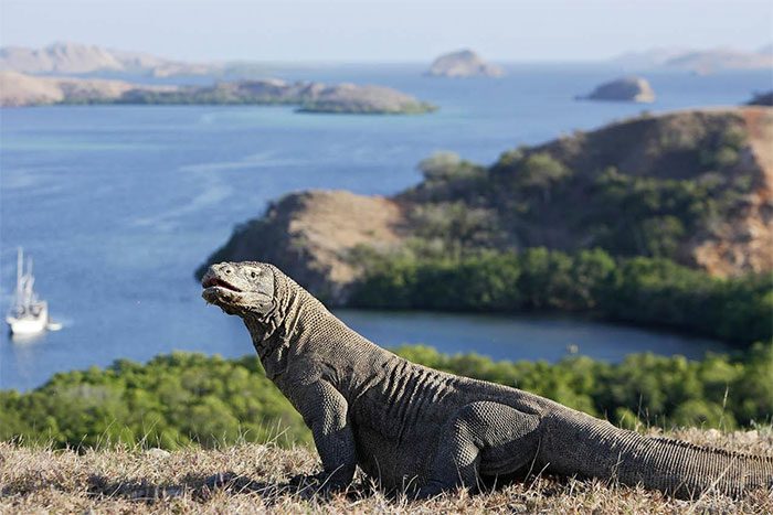The Komodo Dragon is a critically endangered and rare animal.