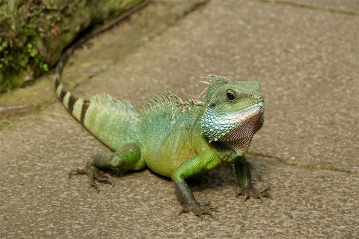 Chinese Water Dragon